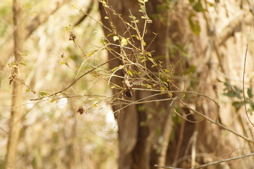 Turquoise-crowned Hummingbird (Cynanthus doubledayi), photo 5