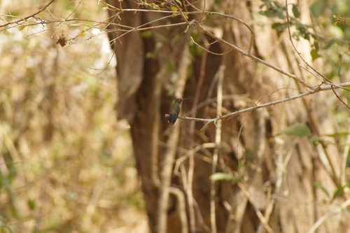Turquoise-crowned Hummingbird (Cynanthus doubledayi), photo 2