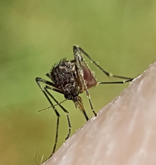 Aedes vigilax