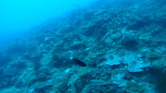 Acanthurus thompsoni