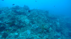 Acanthurus thompsoni