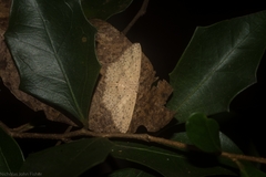Cyclophora turneri