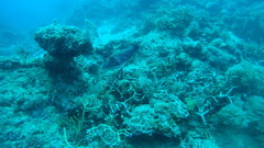 Arothron caeruleopunctatus