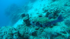 Arothron caeruleopunctatus