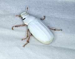 Cyphochilus apicalis