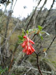 Ribes lehmannii