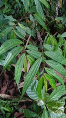 Elatostema