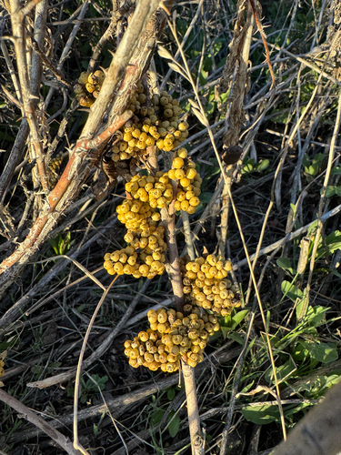 western poison ivy (Toxicodendron rydbergii)