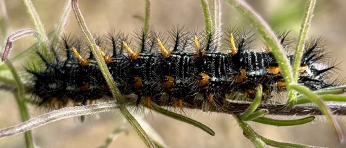 iNaturalist observation photo of Variable Checkerspot