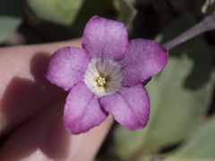 Cycladenia humilis humilis