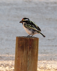 Acacia Pied Barbet photo 4