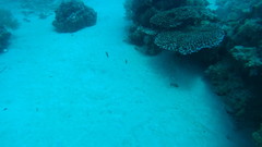 Canthigaster valentini