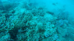 Chaetodon madagaskariensis