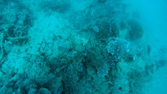 Chaetodon madagaskariensis