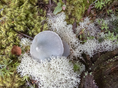 Entoloma canoconicum
