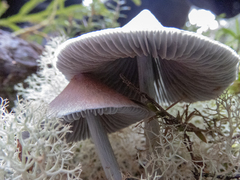Entoloma canoconicum