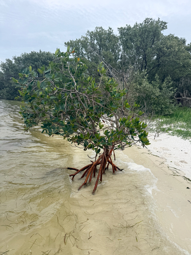Red Mangrove (Rhizophora mangle)