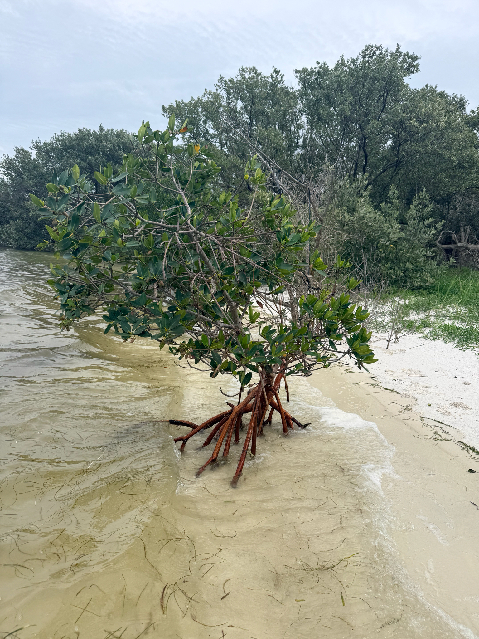 Red Mangrove (Rhizophora mangle)