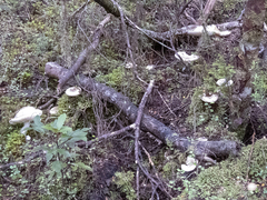 Russula purpureotincta