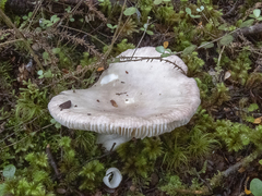 Russula purpureotincta