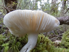 Russula purpureotincta