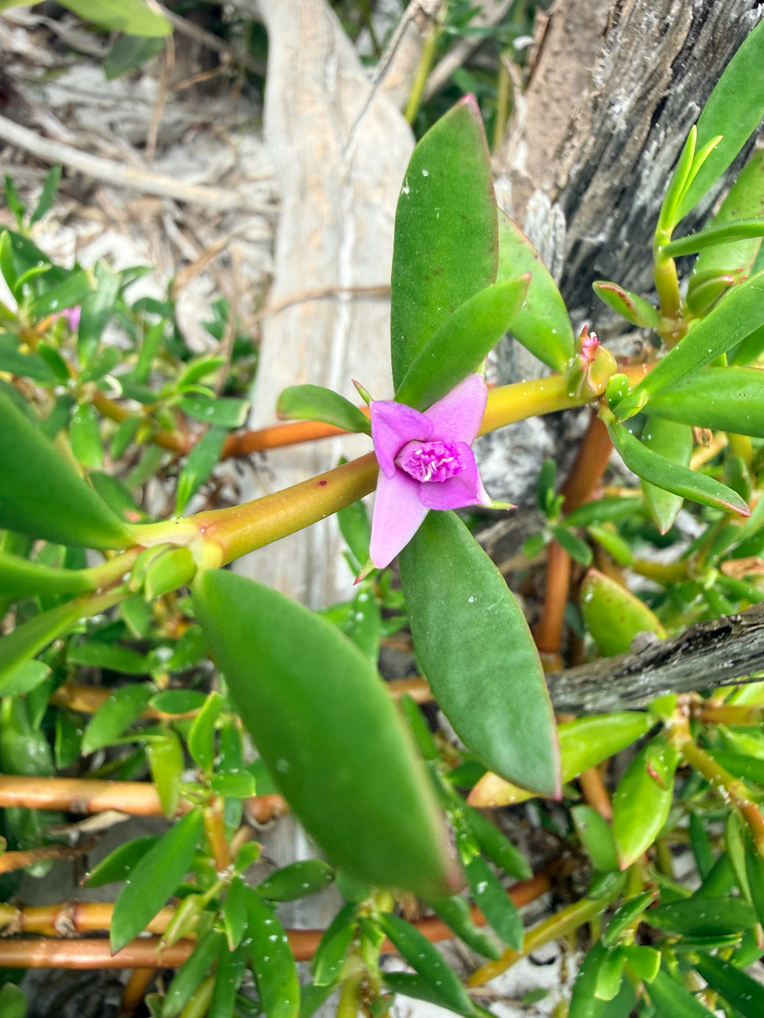 Shoreline Seapurslane (Sesuvium portulacastrum)