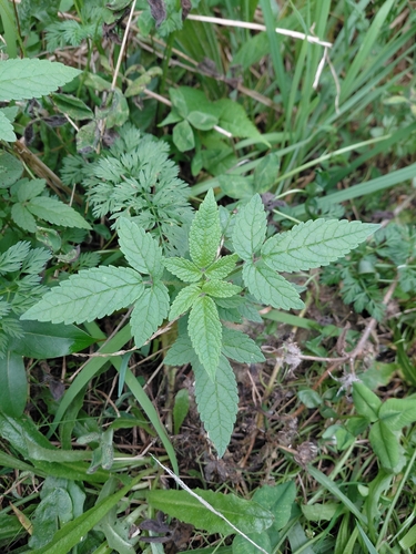 Balm of Gilead (Cedronella canariensis)