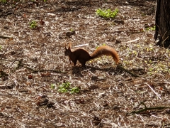 Sciurus vulgaris