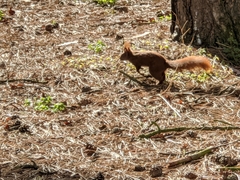 Sciurus vulgaris