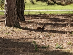 Sciurus vulgaris