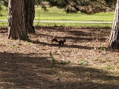 Sciurus vulgaris