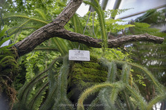 Phlegmariurus squarrosus