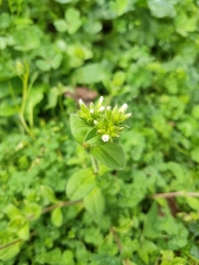 Cerastium glomeratum