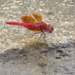 Brachythemis lacustris