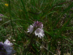 Veronica orsiniana