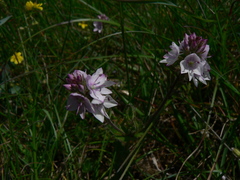 Veronica orsiniana