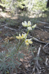Lupinus angustiflorus