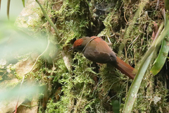 Cranioleuca curtata