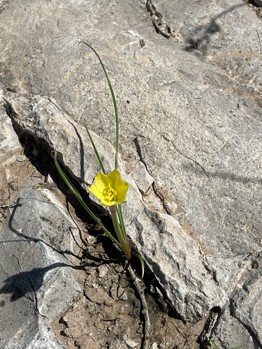 Zephyranthes longifolia, photograph 4