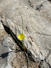 (c) L. Miles Horne, some rights reserved (CC BY) Zephyranthes longifolia, photograph (c) L. Miles Horne, some rights reserved (CC BY)