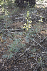 Lupinus angustiflorus