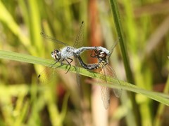 Nannothemis bella