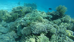Forcipiger longirostris