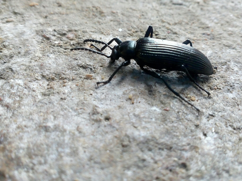 Cenoscelis pulla