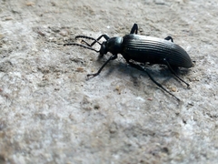 Cenoscelis pulla