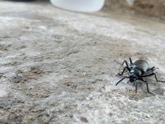Cenoscelis pulla