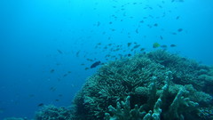 Forcipiger longirostris