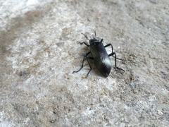 Cenoscelis pulla