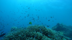 Forcipiger longirostris
