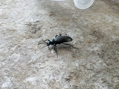 Cenoscelis pulla